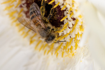 abeja
