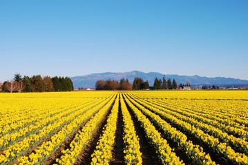 Daffodil Field in Skagit Valley