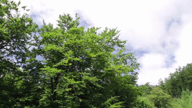 Beautiful forest mountains under blue sky in Biscay, Basque Country, Spain. On a sunny spring morning.