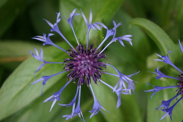 knapweed