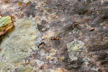 Golden carpenter ants, macro view, following each other in a row on rock in tropical Jungle in El Eden, by Puerto Vallarta, Mexico. Camponotus sericeiventris members of the Arthropod phylum, which is 