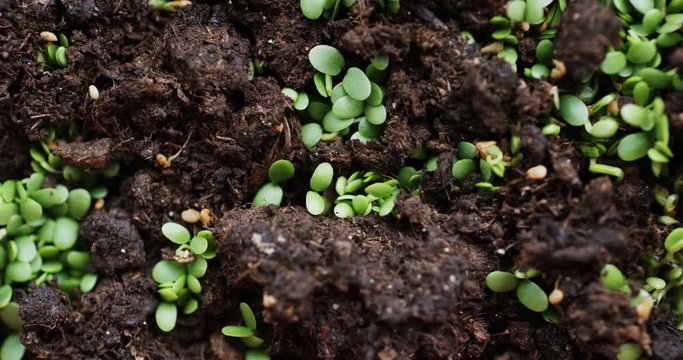 Slide macro shot of fresh seedlings sprouted throughout earth