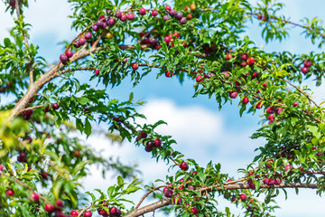 Fototapeta na wymiar ripe red plum fruit on the tree