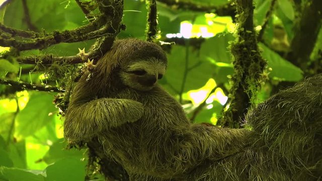 Three-toed baby sloth scratching on a branch.  Sloths are arboreal mammals noted for slowness of movement and for spending most of their lives hanging upside down in the trees of the rainforest.