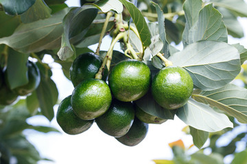 ripe avocados fruit hanging on branch