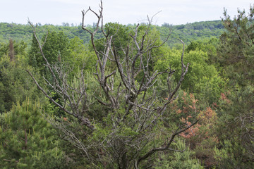 Hocley Valley Meadow