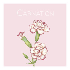 Hand drawn carnation flower illustration