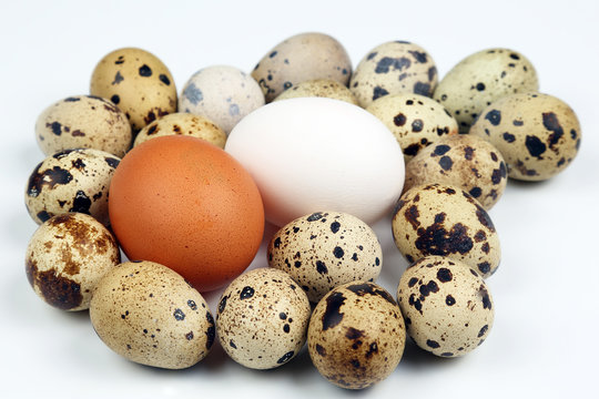 different quail and chicken eggs lie on white background