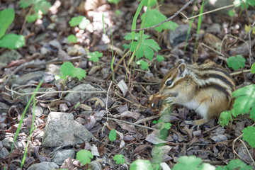 Naklejka na ściany i meble A wild, fluffy chipmunk (Tamias sibiricus) sits on a forest trail in the summer.