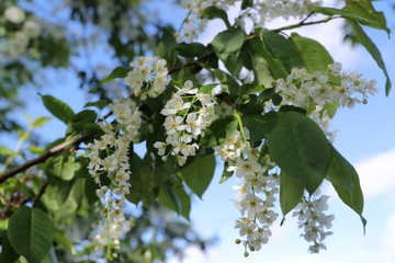 Flowering bird cherry