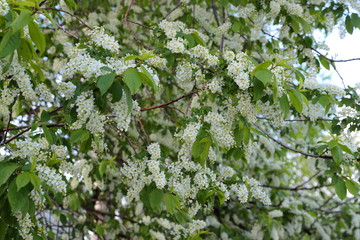 Flowering bird cherry