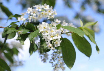 Flowering bird cherry