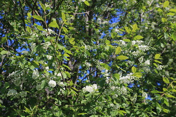 Flowering bird cherry