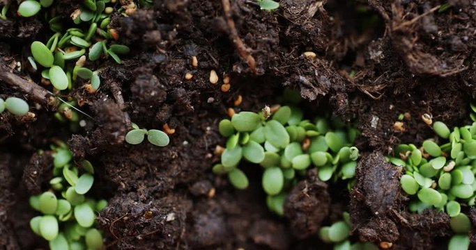 Slide macro shot of fresh seedlings sprouted throughout earth