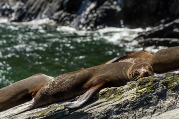 Southern fur seals basking at Milford Sound, South Island, New Zealand