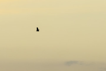 Lonely flight in orange sky
