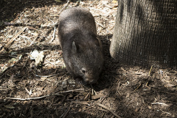 small rodent, NSW, Australia