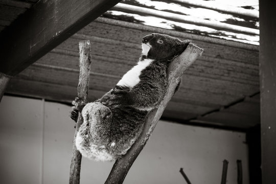 Black and White, Koala sleeping in a tree. 