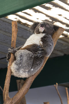 Koala Sleepig in a tree