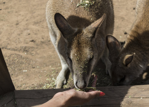 kangeroo being hand fed, NSW, Australia