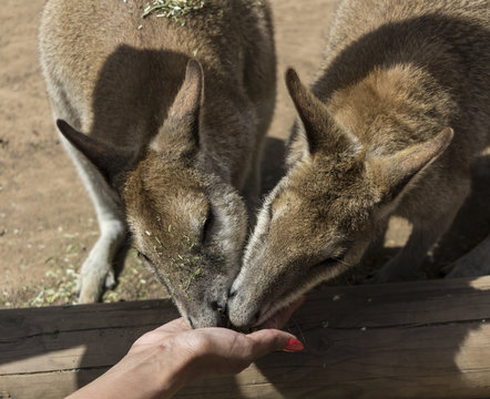 Kangeroo's being fed, NSW, Australia