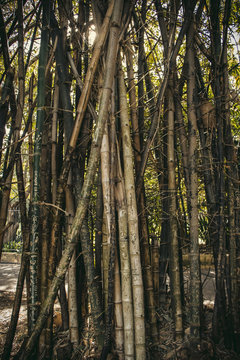 Bamboo, SW, Australia