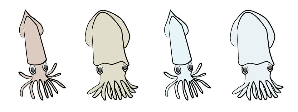 ケンサキイカ の画像 211 件の Stock 写真 ベクターおよびビデオ Adobe Stock