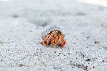 Hermit crab in a shell on a white sand beach on Upolu Island, Samoa, South Pacific