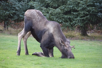 Grazing Moose