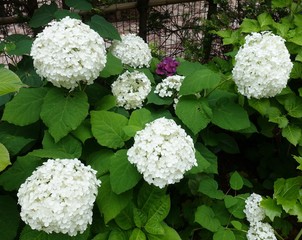 紫陽花