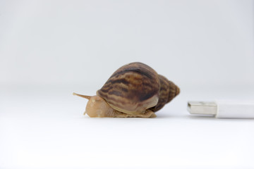 concept of low speed, snails and computer wires