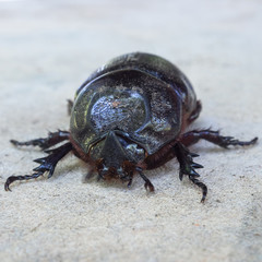 Close up of coconut rhinoceros beetle on wood