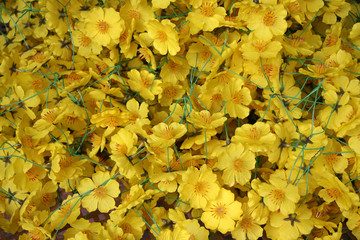 Giac Lam Pagoda, Vietnam
