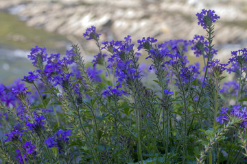 cluster of purple spring flowers by the Mountain Fork River, southeast Oklahoma
