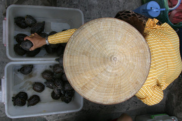 Jade Emperor Pagoda, Vietnam