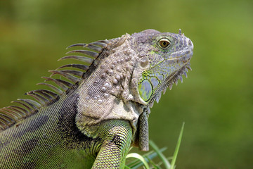 green iguana with nature background