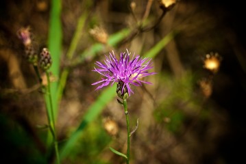 small purple flower profile