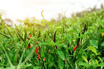 Red and green ripe chillies growing in field with sunlight.