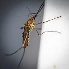 mosquito