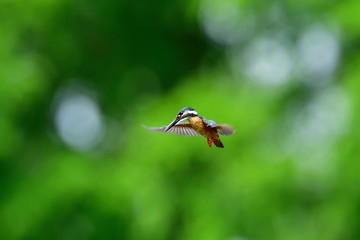 新緑バックにホバリングするカワセミ