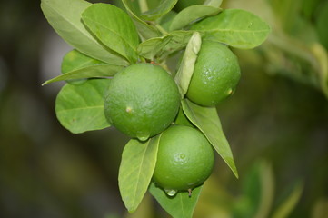 Rain kissed limes
