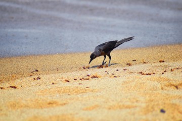 Great-tailed Grackle birds eating Winged Male Drone Leafcutter ants, dying on beach after mating flight with queen in Puerto Vallarta Mexico. Scientific name Atta mexicana, subfamily Myrmicinae of the