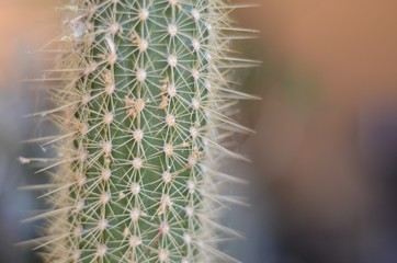 Cactus Macro