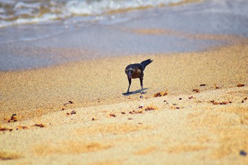 Great-tailed Grackle birds eating Winged Male Drone Leafcutter ants, dying on beach after mating flight with queen in Puerto Vallarta Mexico. Scientific name Atta mexicana, subfamily Myrmicinae of the