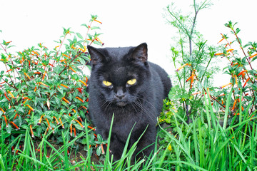 Black cat scottish straight, sitting in the grass.
