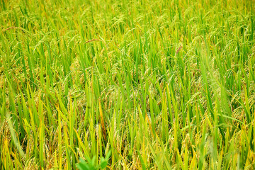 Beautiful rice field