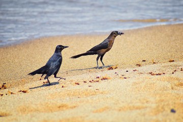 Great-tailed Grackle birds eating Winged Male Drone Leafcutter ants, dying on beach after mating flight with queen in Puerto Vallarta Mexico. Scientific name Atta mexicana, subfamily Myrmicinae of the