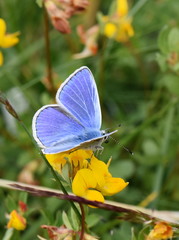 The common blue butterfly Polyommatus icarus sitting on a Birdsfoot-trefoil flower