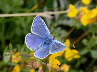 The common blue butterfly Polyommatus icarus sitting on a Birdsfoot-trefoil flower