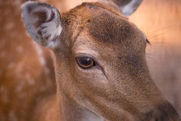 Young fawn seen from up close, big eyes, long nose